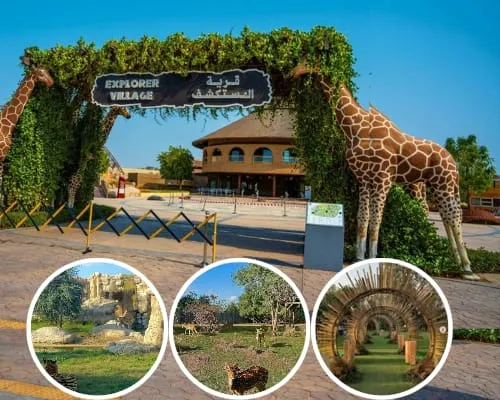 Giraffe at Dubai Safari Park